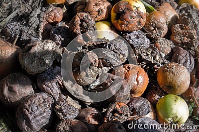 Broken fruit and vegetables in composter in the garden Stock Photo