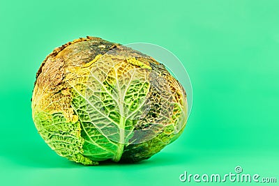 Rotten cabbage, green background Stock Photo