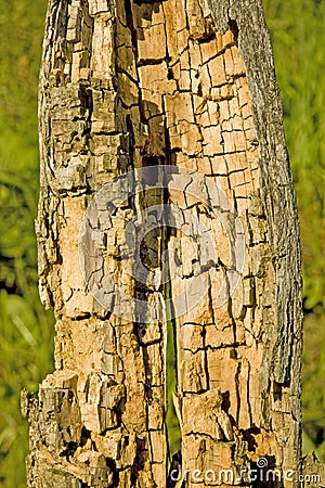 Rotten and decomposed oak wood Stock Photo