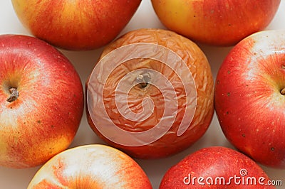 Rotten disgusting apple Stock Photo