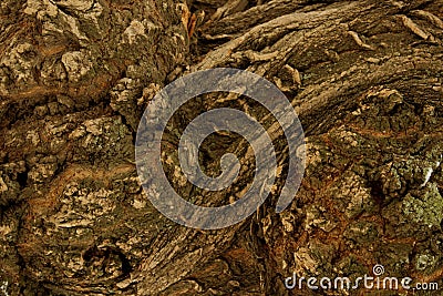 Tree, Close-up View.Close-up View of the bark. Stock Photo