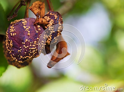 Rotten, dryed plum on the tree in summer time, in August Stock Photo