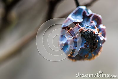 Rotten, dryed plum on the tree. Stock Photo