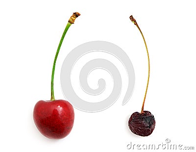 Rotten and fresh sweet cherries Stock Photo