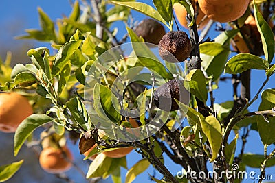 Rotten fruit on tree Stock Photo