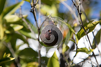 Dry rotten fruit on tree branch Stock Photo