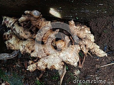 Rotten gingers on the dirt. Stock Photo