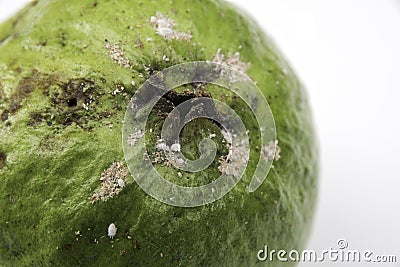 The rotten guava isolated on a white. Stock Photo