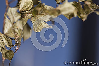 Rotten leaf Stock Photo