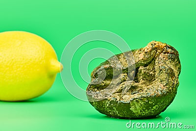 Rotten lemon and fresh lemon compare, green background Stock Photo