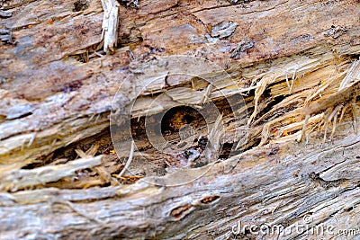 Rotten, loose wooden texture Stock Photo