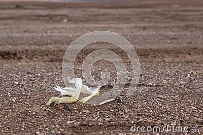 Rotten nylon plastic bag is decomposing on beach, earth pollution concept Stock Photo