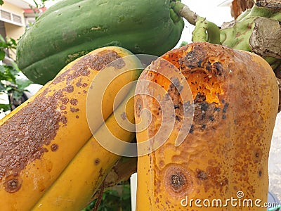 Rotten papaya fruit on the tree Stock Photo