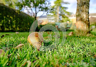 Rotten pear fruit seen laying on a private lawn during early autumn. Stock Photo