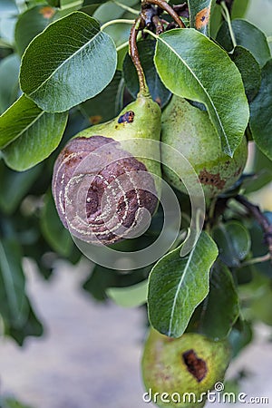 Rotten Pear on the fruit tree, Monilia laxa Monilinia laxa infestation, plant disease. The lost harvest of pears on the tree. Stock Photo