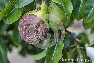 Rotten Pear on the fruit tree, Monilia laxa Monilinia laxa infestation, plant disease. The lost harvest of pears on the tree. Stock Photo