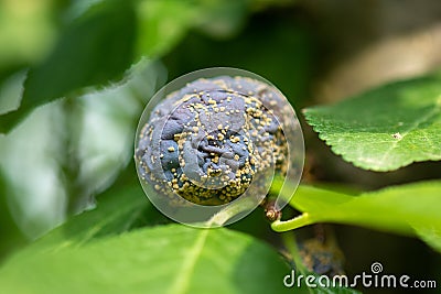 Rotten plum on the fruit tree, Monilia laxa infestation plant disease Stock Photo