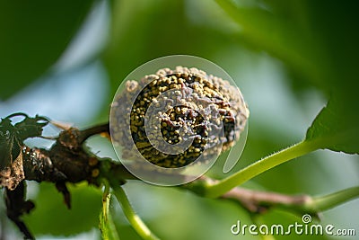 Rotten plum on the fruit tree, Monilia laxa infestation plant disease Stock Photo