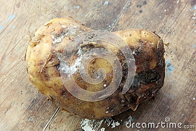 Rotten potato Stock Photo