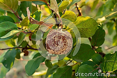 Rotten quince apple on the fruit tree, Monilia laxa infestation plant disease Stock Photo