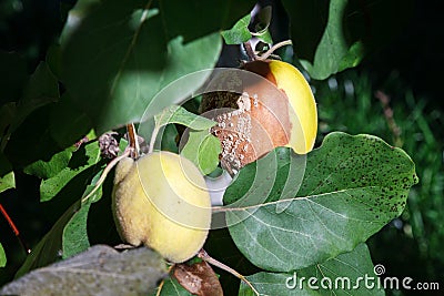 Rotten quince. Infected fruits of quince. Monilinia fructigena quince Stock Photo