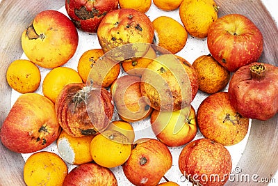 Rotten, spoiled apples and tangerines on an iron pan Stock Photo
