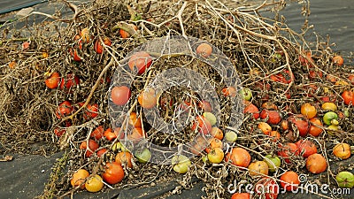 Rotten tomato waste pile mold fungi farm farming discarded food bio organic rot rust vegetables plant mouldy cultivation Stock Photo