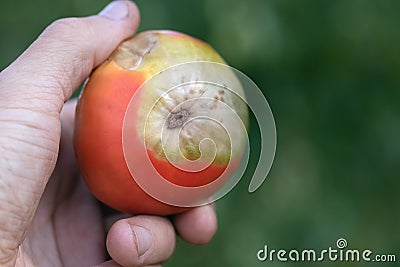 Rotten top of tomatoes, fruit is infected with fungal disease Stock Photo