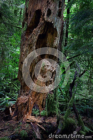 Rotten trunk, Lynn Valley Stock Photo