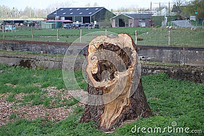 Rotten willow tree trunck at the riverbank of the Gouwe in Gouda, the Netherlands Editorial Stock Photo