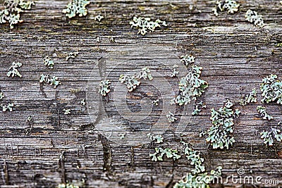 Rotten wood and lichen Stock Photo