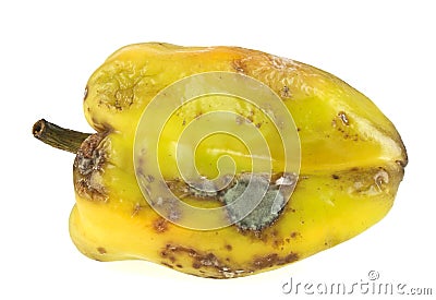 Rotten yellow bell pepper isolated on white background Stock Photo