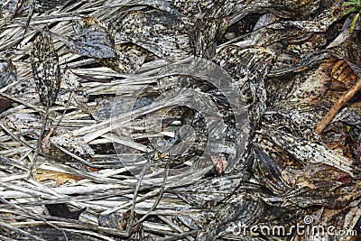 Rotting hosta leaves in dark decay autumn colors Stock Photo