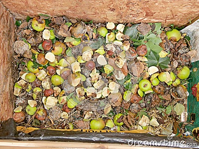 Rotting and mouldy fruit in a compost pile with pieces of apples and bananas Stock Photo