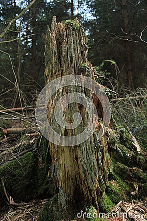 Rotting tree in forest, dead wood, biology Stock Photo