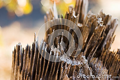 Rotting Tree Stump Detail Stock Photo