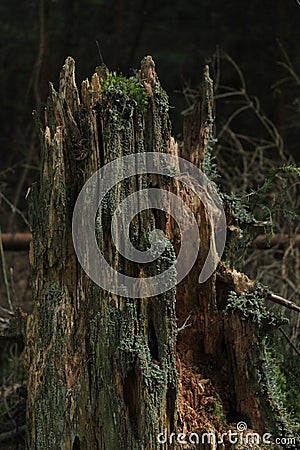 Rotting tree stump in forest, dead wood, biology, rotten Stock Photo
