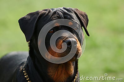 Rottweiler Stock Photo