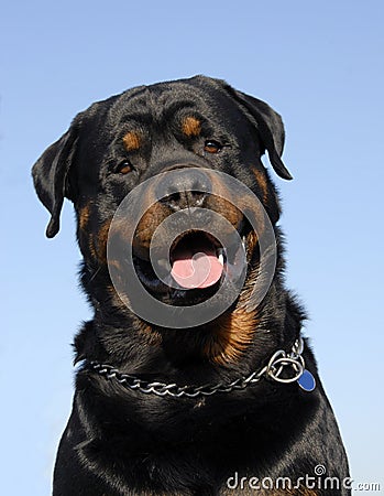 Rottweiler Stock Photo