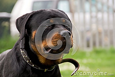 Rottweiler Stock Photo