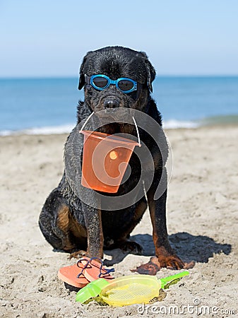 Rottweiler on beach Stock Photo