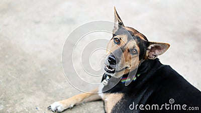 Rottweiler breed mixed with Labrador breed dog laying down on cement or concrete floor with sunlight in morning time. Stock Photo