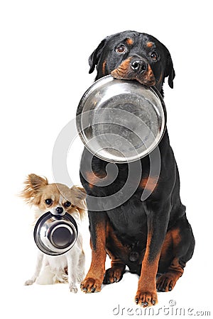 Rottweiler chihuahua and food bowl Stock Photo