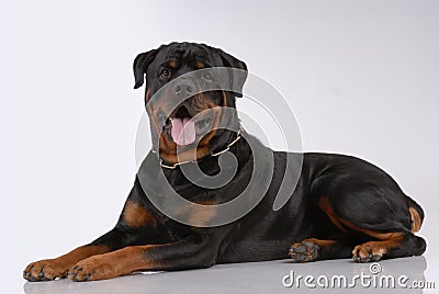 Rottweiler dog Stock Photo