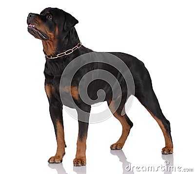 Rottweiler dog Stock Photo