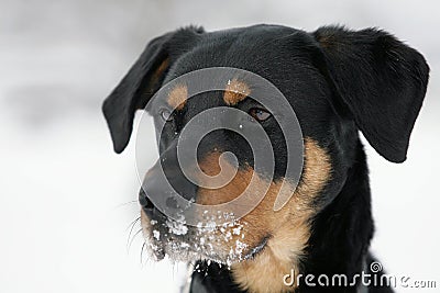 Rottweiler dog Stock Photo