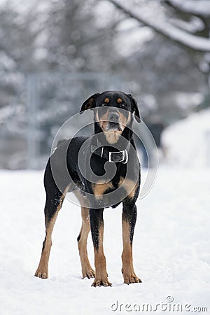 Rottweiler dog Stock Photo