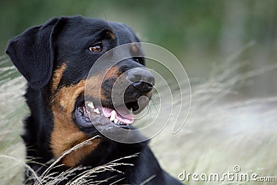 Rottweiler dog Stock Photo