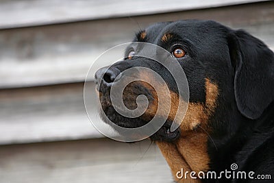 Rottweiler dog Stock Photo