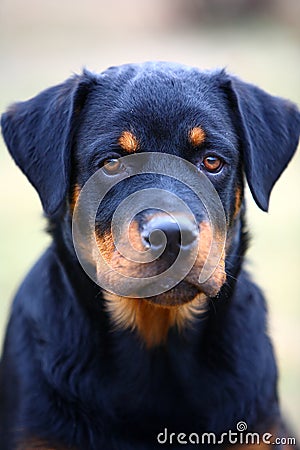 Rottweiler dog Stock Photo